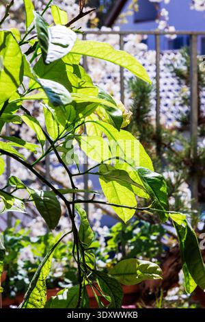 Close up of a lemon tree with fresh green leaves on a sunlit balcony Stock Photo