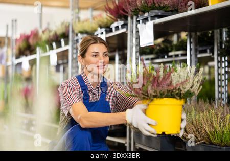 Young saleswoman arranging blooming heather in pots in garden store Stock Photo