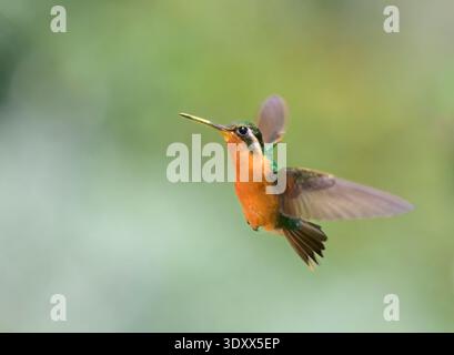 Female purple-throated mountaingem hummingbird (Lampornis calolaemus) flying with the beak covered by pollen, San Jose Province, Costa Rica. Stock Photo