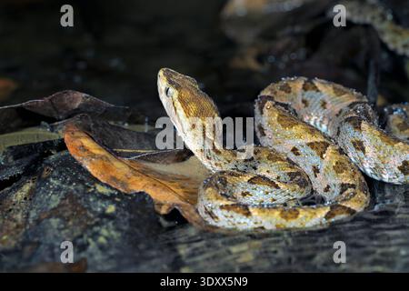 Fer-de-lance or terciopelo snake (Bothrops asper) swimming in a forest stream at night, Corcovado National Park, Osa Peninsula, Costa Rica. Stock Photo
