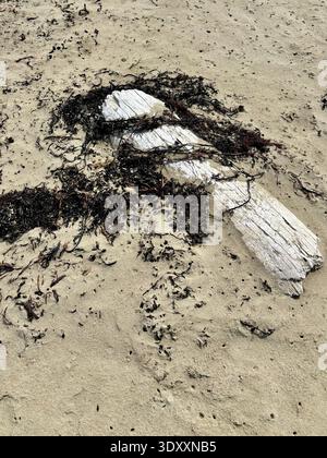 Pale weathered driftwood and dark dried seaweed partially buried in soft golden sand on a beach Stock Photo
