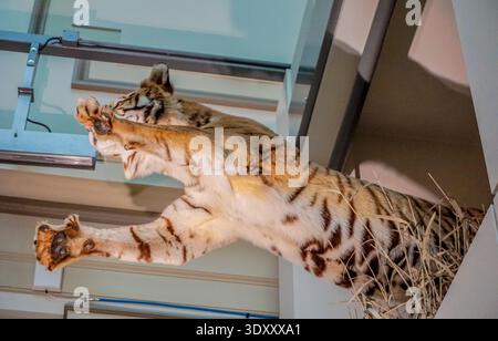 A tiger is standing on a pile of hay and looking up. The tiger is in a museum exhibit Stock Photo