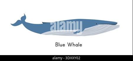 Blue whale vector illustration. Cute blue whale cartoon clipart, animal in flat style. Sea animals, underwater creatures, ocean animals, marine life Stock Vector