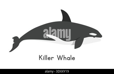 Killer whale or orca vector illustration, cartoon clipart, animal in flat style. Sea animals, underwater creatures, ocean animals, marine life concept Stock Vector