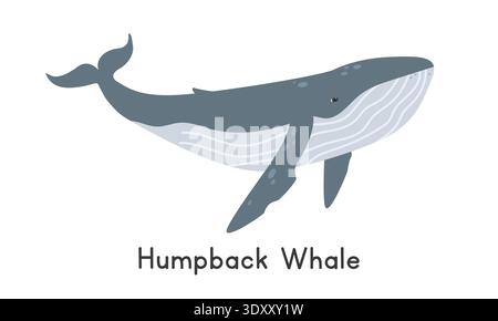 Humpback whale vector illustration, cartoon clipart, animal in flat style. Sea animals, marine mammals, ocean animals, marine life concept Stock Vector