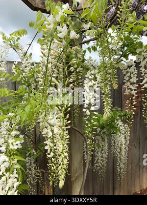 White Wisteria in Full Bloom Stock Photo