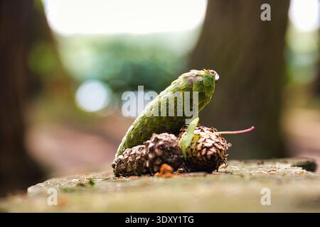 Close-up of a green pine cone and smaller fallen cones resting on a mossy forest floor, showing textured scales, earthy tones, and soft bokeh that evo Stock Photo