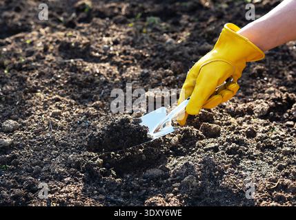 Close-up of a hand in a yellow leather glove lifting a scoop of dark soil with a metal trowel Stock Photo