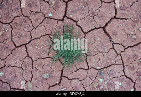 DRIED AND CRACKED MUD FOLLOWING A PERIOD OF LONG DROUGHT CONDITIONS, DANGGU GEIKIE GORGE NATIONAL PARK IN THE KIMBERLEY REGION OF WESTERN AUSTRALIA. Stock Photo