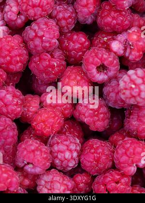 Close up view of fresh ripe raspberries densely packed, filling the entire frame. Top view. Stock Photo