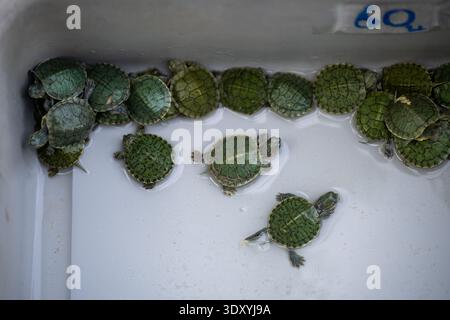 Bangkok Thailand January 27 2026. Yellow spotted puffer fish swim inside a shallow white tank at Chatuchak animal market. Stock Photo