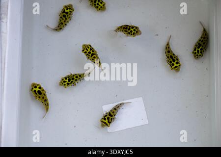 Bangkok Thailand January 27 2026. Spotted freshwater puffer fish swim inside a white plastic container at Chatuchak Pet Market. Stock Photo