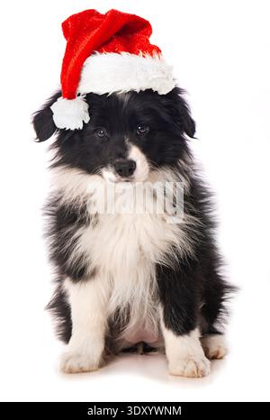 Cute border collie puppy isolated on white Stock Photo