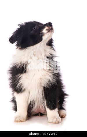 Border collie puppy sitting isolated on white background Stock Photo