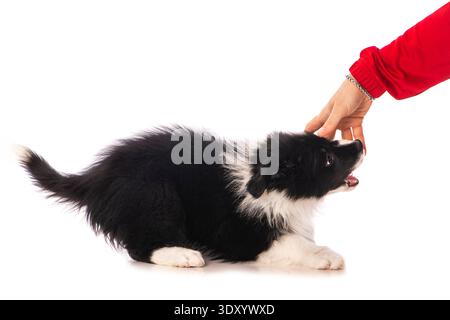 Border collie puppy isolated on white background Stock Photo
