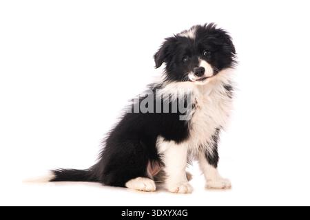 Border collie puppy sitting isolated on white background Stock Photo