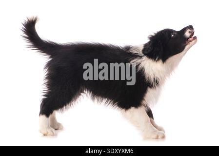 Border collie puppy isolated on white background Stock Photo