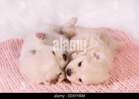 Two cute white pomeranian spitz puppies sleeping together on pink knitted blanket. Stock Photo