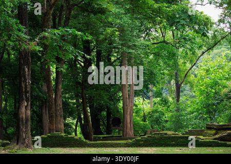 Ancient temple foundation stones covered in moss and surrounded by tall trees in Chiang Mai, Thailand Stock Photo