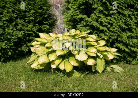 Potted Begonia semperflorens with fresh blossoms on balcony railing in residential gardening design Stock Photo