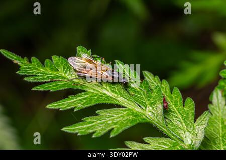 Winged ant quietly rests on a vibrant green fern leaf in a shaded area garden during early morning revealing its delicate wings and distinct features. Stock Photo