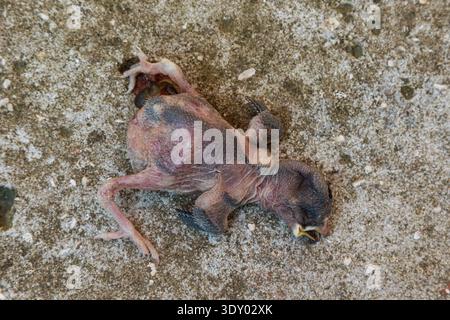 A small chick lies motionless on the ground. It appears to have fallen from its nest highlighting the vulnerability of young birds in their early stag Stock Photo