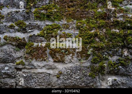 Moss-covered ancient castle stone wall Stock Photo