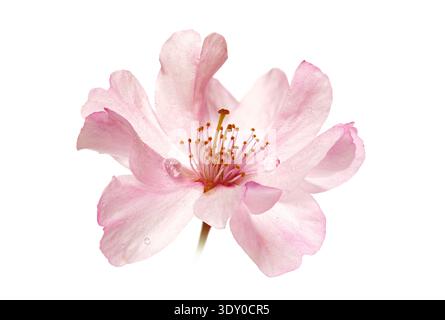 Perfect pink cherry blossom with droplets, sharp macro isolated on pure white Stock Photo
