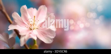 Pastel pink cherry blossom macro on dreamy panoramic pink and blue bokeh nature background with copy space Stock Photo