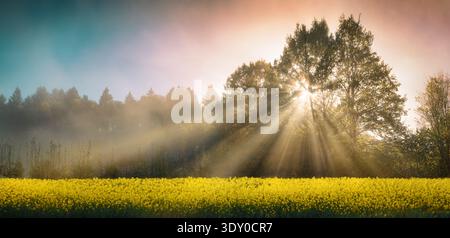 Beams of sunlight falling through trees in a panoramic rural landscape with a yellow canola field. Beautiful morning mood and dramatic misty atmospher Stock Photo