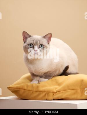 A cream-colored British cat is sitting calmly on a yellow pillow placed on a pedestal. The beige background and soft textures give the shot a cozy Stock Photo