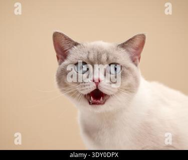 Siamese cat faces forward with mouth open. Blue-eyed feline with soft fur appears vocal in studio scene. Stock Photo