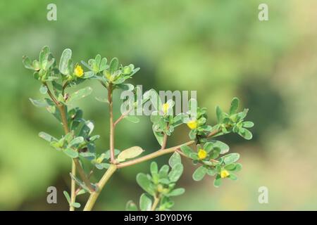 Portulaca oleracea is succulent in the family Portulacaceae Stock Photo