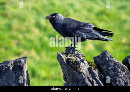 A Jackdaw walking along the top of a stonewall. Stock Photo