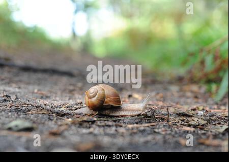 Helix pomatia snail (Roman snail, Burgundy snail, escargot) crawling on a forest path in the woods Stock Photo