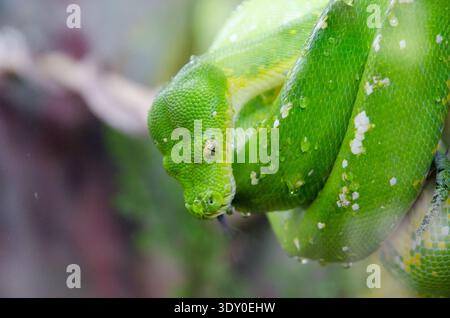 A green tree python is coiled around a branch, displaying its vibrant green scales and patterns (Kuranda, Queensland, Australia) Stock Photo