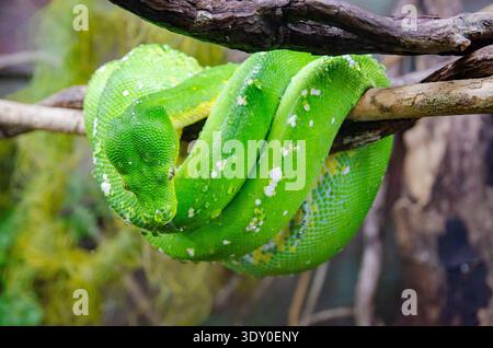 A green tree python is coiled around a branch, displaying its vibrant green scales and patterns (Kuranda, Queensland, Australia) Stock Photo