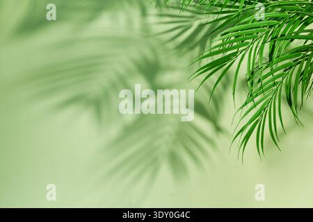 Palm leaves casting tropical shadows on green wall Stock Photo