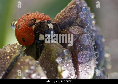 Extreme macro shot of a seven-spot ladybird (Coccinella septempunctata) covered in tiny morning dew droplets. The ladybug is resting on a purple flower bud, with beautiful light reflections in the water drops. Highly detailed nature photography showing insect texture and refraction Stock Photo