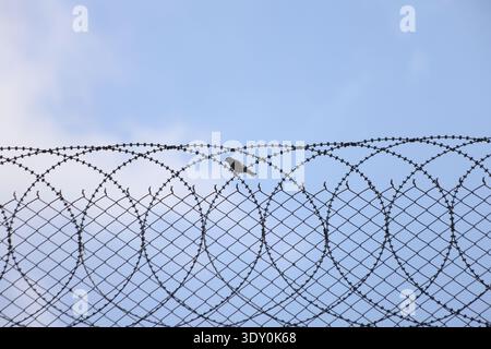 bird perched on barbed wire fence Stock Photo