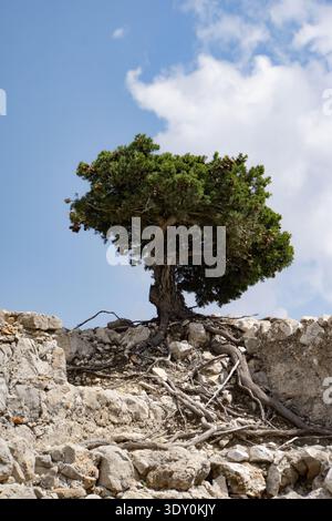 Lone pine tree growing among rocks and ancient stone ruins under a blue sky on the island of Rhodes, Greece. Stock Photo