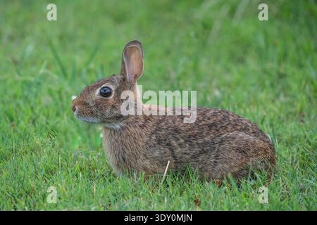 Eastern Cottontail (Sylvilagus floridanus) resting alert in grassy meadow Stock Photo