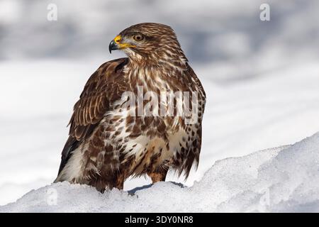 Common buzzard (Buteo buteo) perched on the snow on a cold, sunny winter's day in the Italian Alps Stock Photo