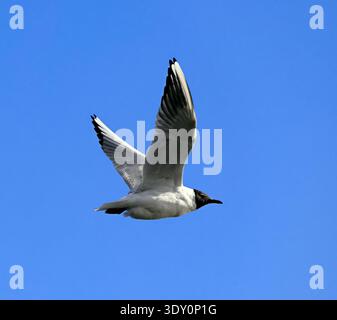Black-headed Gull Chroicocephalus ridibundus in flight. Stock Photo