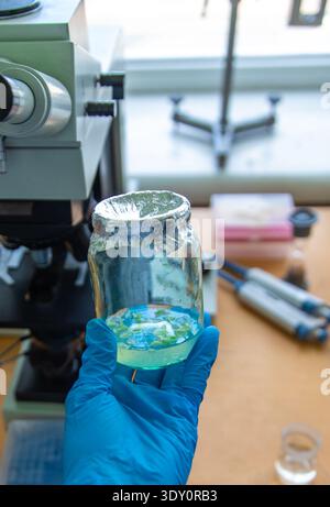 Examine in the laboratory under a microscope. Selective focus. Stock Photo