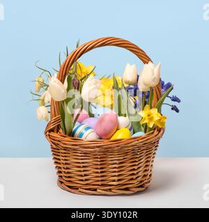 Multicolored Easter eggs in a basket with spring flowers: white tulips, blue muscari, and yellow daffodils on a blue background. Easter concept Stock Photo