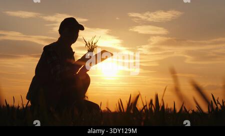 A woman farmer studying the seedlings of a plant in a field, using a tablet Stock Photo
