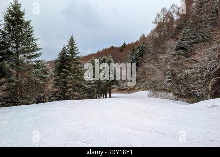 Peaceful winter landscape showing a snowy path winding through a dense forest Stock Photo