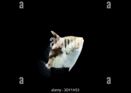 A juvenile Whitebanded triggerfish (Rhinecanthus aculeatus) swimming against a solid black background. Total length: 25mm. Stock Photo