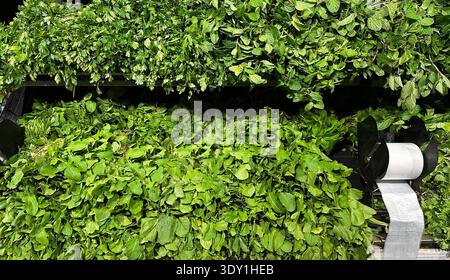 Fresh herbs stacked on black trays with white plastic wrap. High quality photo Stock Photo
